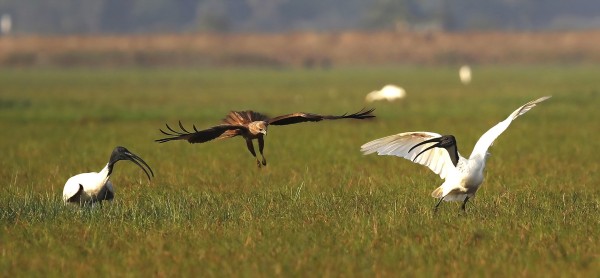 J1S3I10